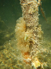 Ecteinascidia turbinata