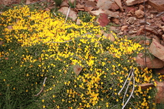 Aspalathus brevicarpa