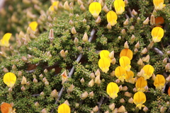 Aspalathus brevicarpa