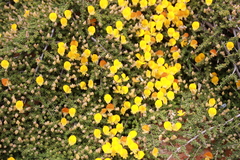 Aspalathus brevicarpa