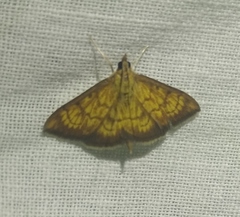 Ecpyrrhorrhoe rubiginalis