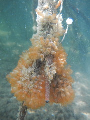 Ecteinascidia turbinata