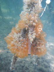 Ecteinascidia turbinata