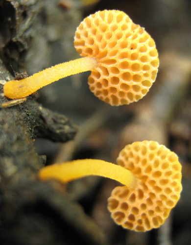 Favolaschia thwaitesii image