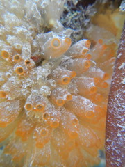 Ecteinascidia turbinata