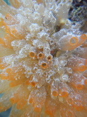 Ecteinascidia turbinata