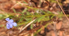 Rotheca hirsuta