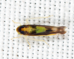 Eupteryx flavoscuta
