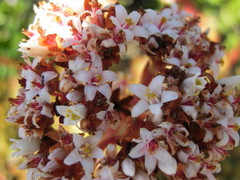 Crassula rubricaulis
