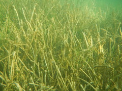 Syringodium filiforme