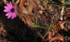 Dimorphotheca spectabilis