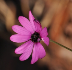 Dimorphotheca spectabilis