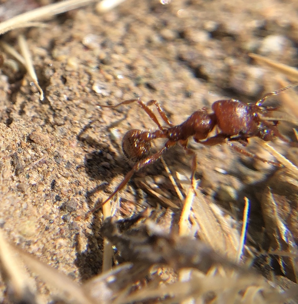 Chamberlin's Harvester Ant