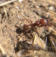 Veromessor chamberlini