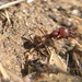 Chamberlin's Harvester Ant - Photo (c) David Rankin, some rights reserved (CC BY-NC), uploaded by David Rankin