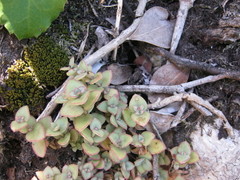 Crassula pellucida marginalis