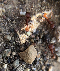 Veromessor chamberlini