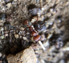 Veromessor chamberlini