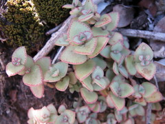 Crassula pellucida marginalis