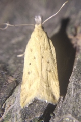 Dichomeris limosellus