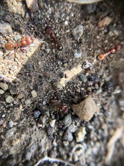 Veromessor chamberlini