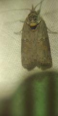 Nycteola asiatica