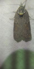 Nycteola asiatica