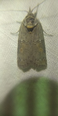 Nycteola asiatica