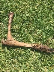 Odocoileus hemionus californicus