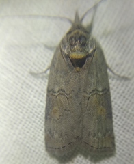 Nycteola asiatica