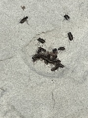 Cicindela carthagena