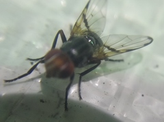 Ceroxys munda