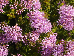 Agathosma thymifolia
