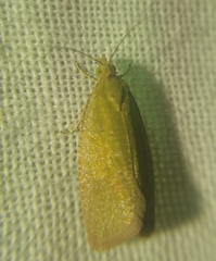 Celypha rufana