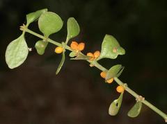Viscum rotundifolium