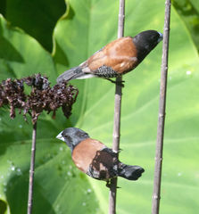 Spermestes bicolor nigriceps