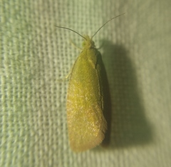 Celypha rufana