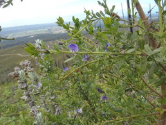 Psoralea keetii