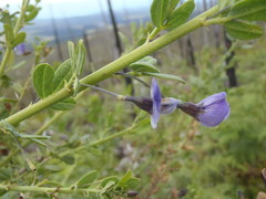 Psoralea keetii