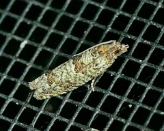 Pseudexentera knudsoni