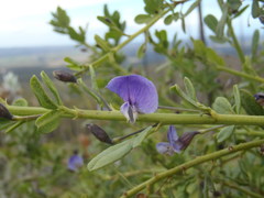 Psoralea keetii