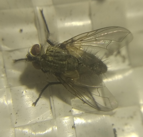 Zaira cinerea