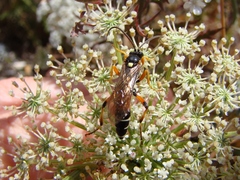 Ichneumon promissorius