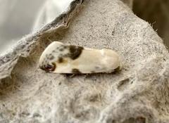 Acontia coquillettii