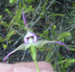 Disperis capensis capensis