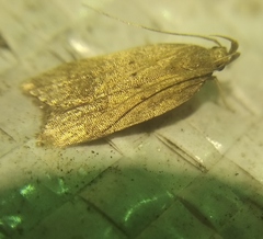 Helcystogramma lutatella