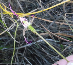 Disperis capensis capensis
