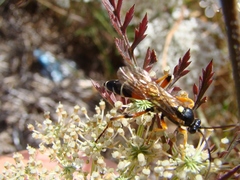 Ichneumon promissorius