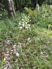 Platanthera blephariglottis conspicua
