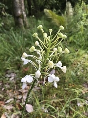 Platanthera blephariglottis conspicua
